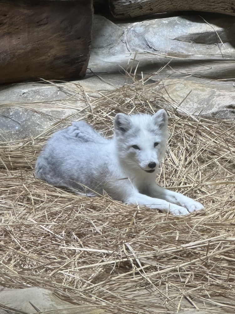 Arctic Fox