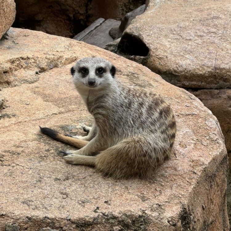 Meerkat