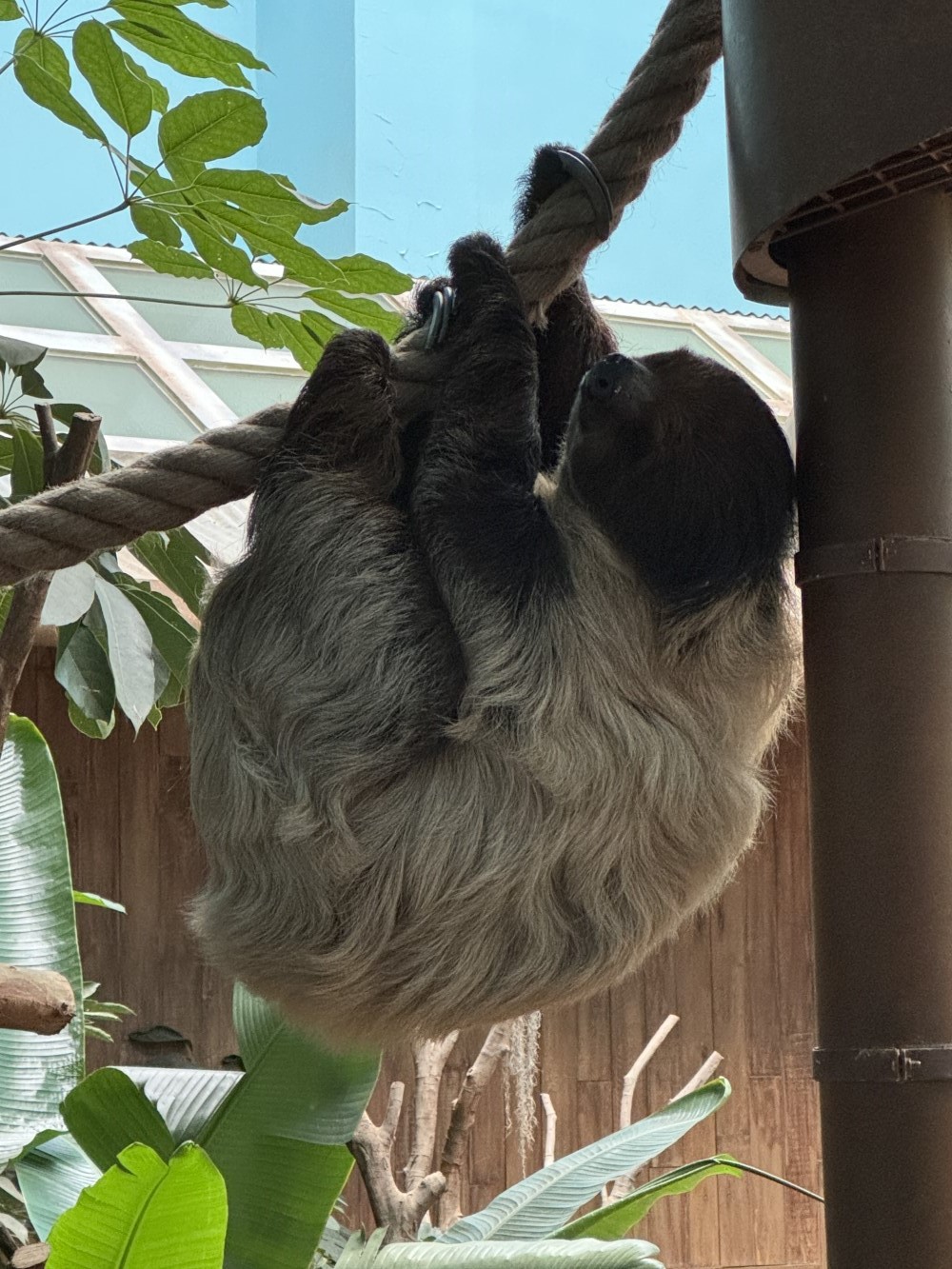 Sloth