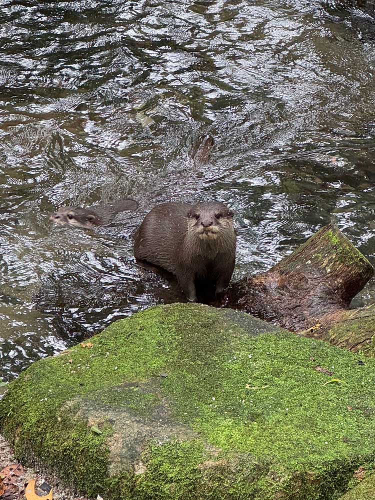 Otter