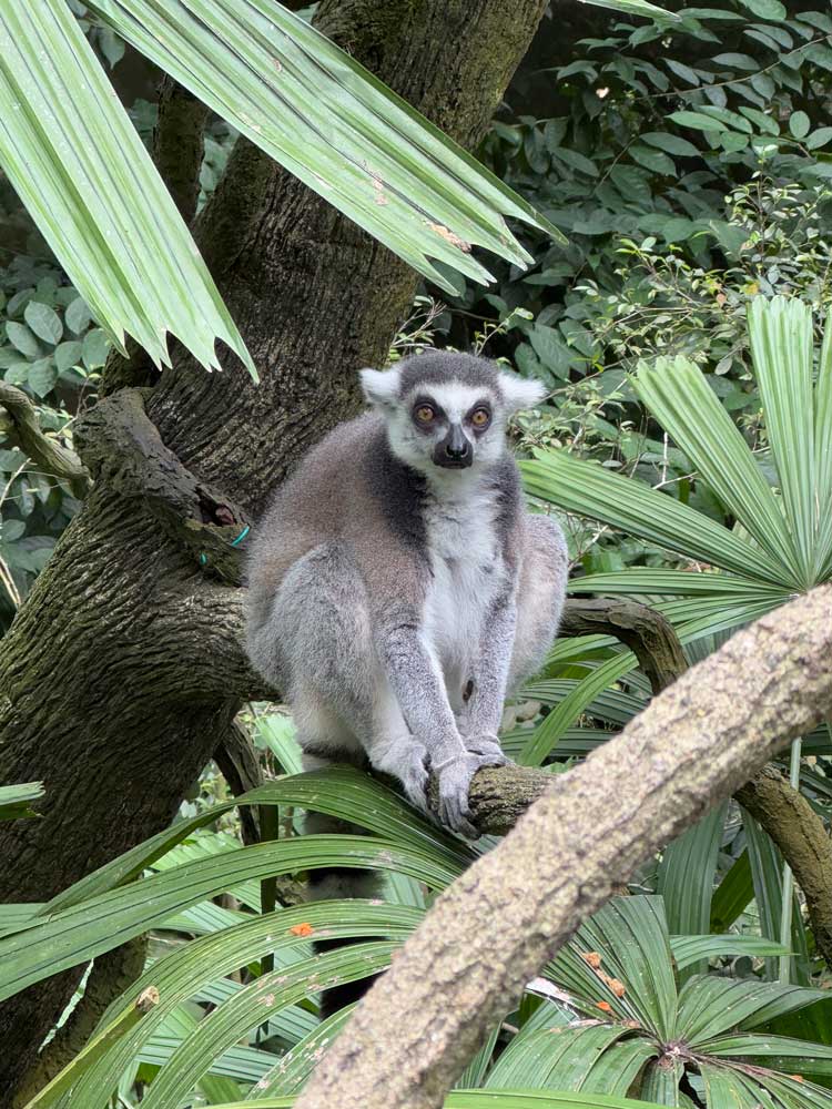 Ring-tailed Lemur