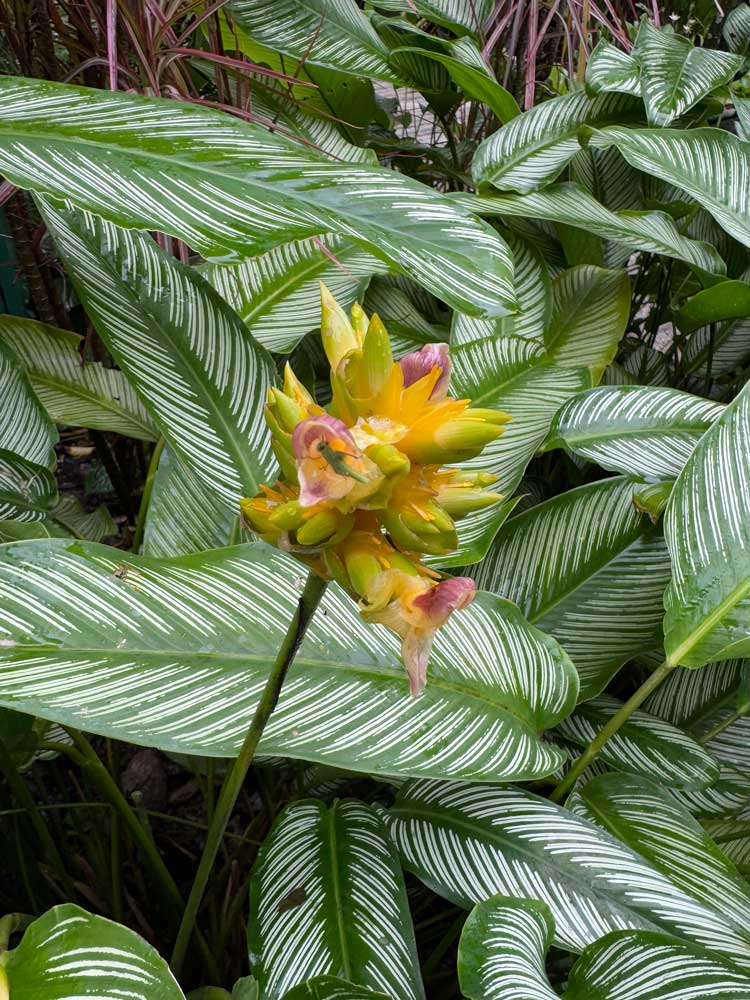 Calathea ornata with Grasshopper