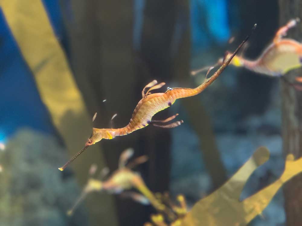 Seadragon