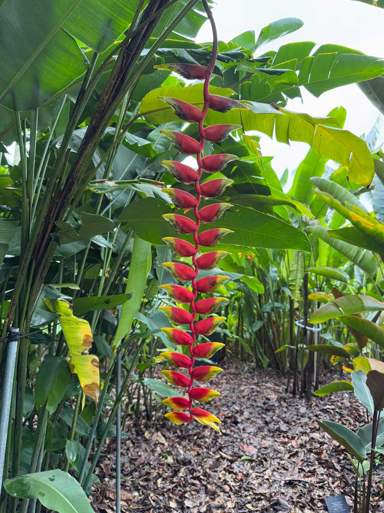 Heliconia Rostrata