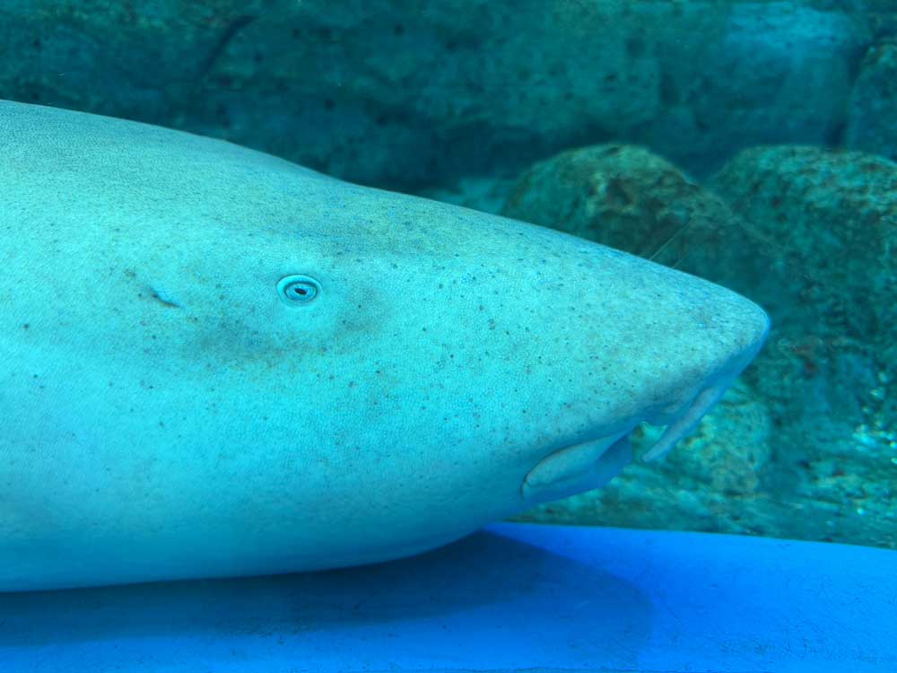 Nurse Shark