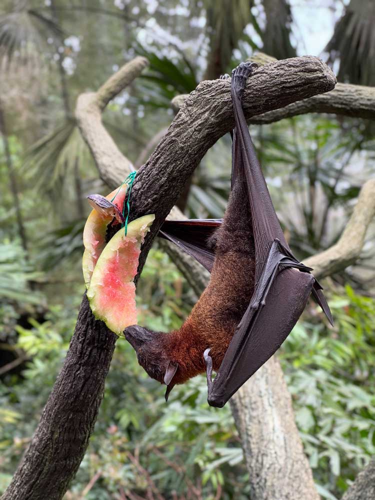 Giant golden-crowned flying fox