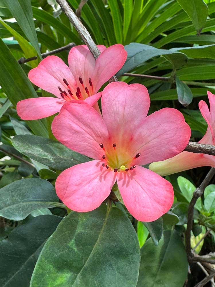 Vireya Rhododendron